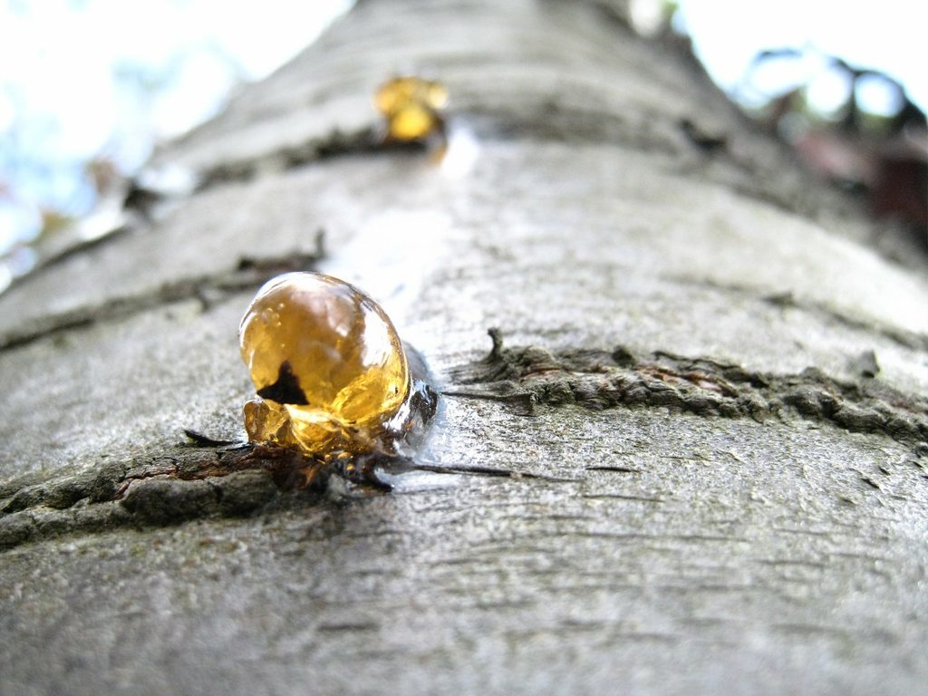 gum resin pixabay